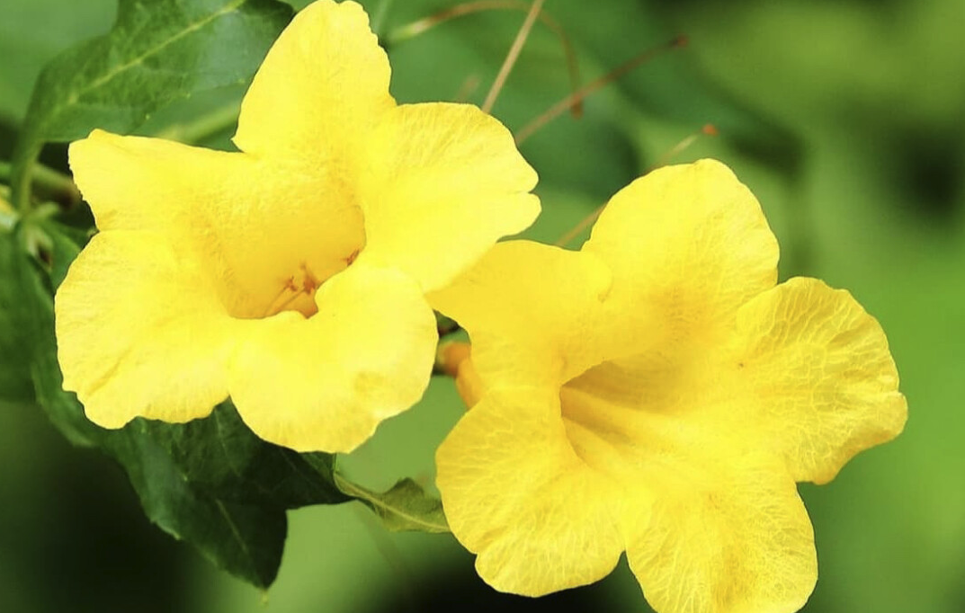 黃鐘花怎么培育種子和進行催芽?