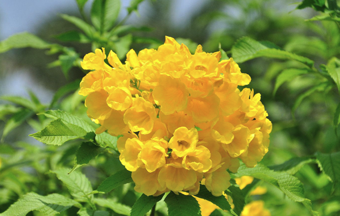 黃鐘花對土壤和溫度有什么要求,花期在什么時候?