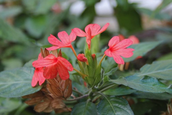 黃鳥尾花出現蚜蟲怎么進行消滅 ?