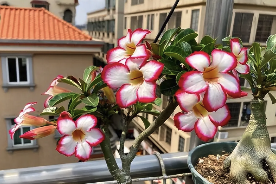沙漠玫瑰的種子發(fā)芽率怎么樣?