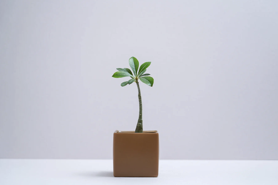 沙漠玫瑰的種子發(fā)芽率怎么樣?