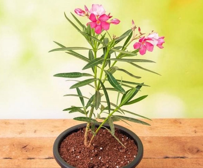 沙土中可以種植夾竹桃嗎,耐旱性怎么樣 ?