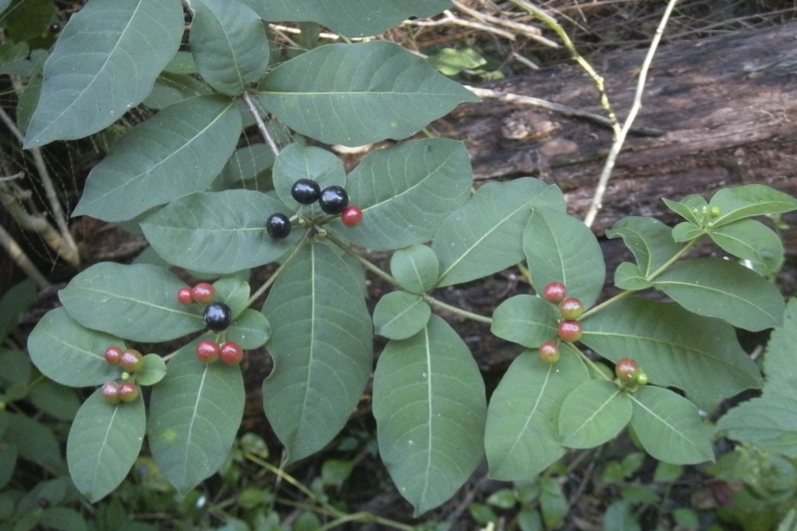 蘿芙木對生長環境有什么要求?