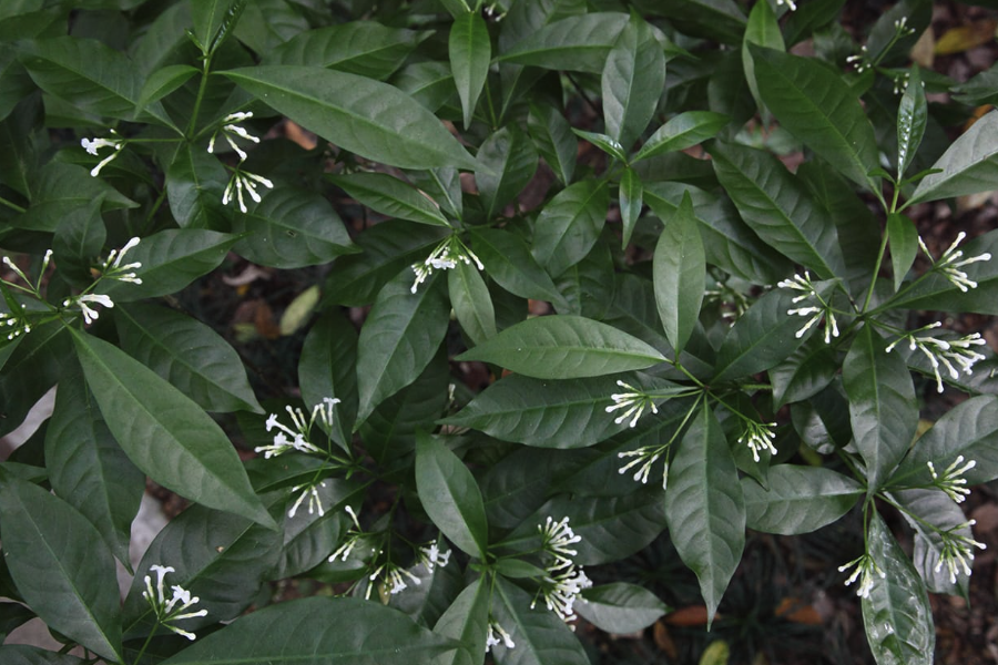 蘿芙木對生長環境有什么要求?