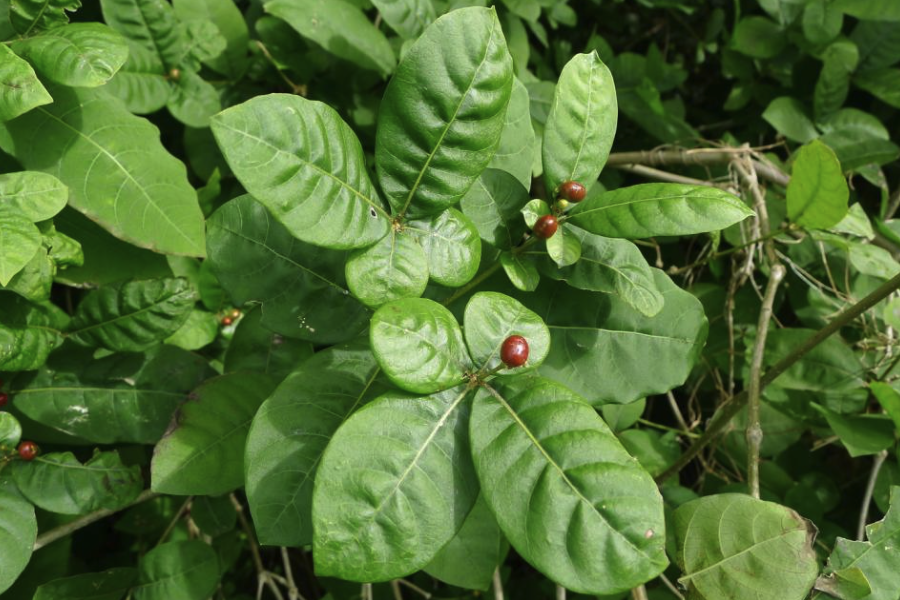蘿芙木是什么植物,有什么形態特點?