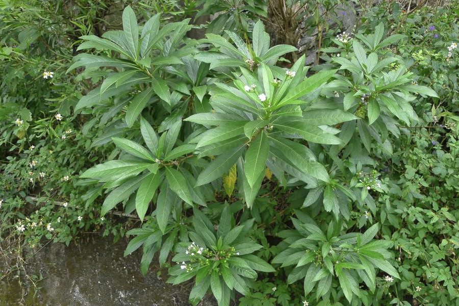 蘿芙木出現白粉病是什么原因?