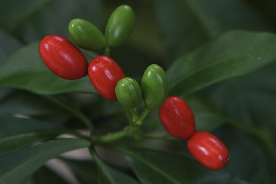 蘿芙木出現白粉病是什么原因?