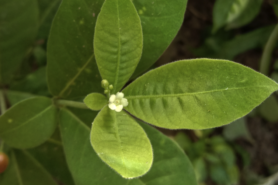 蘿芙木常見的病蟲害有哪些?