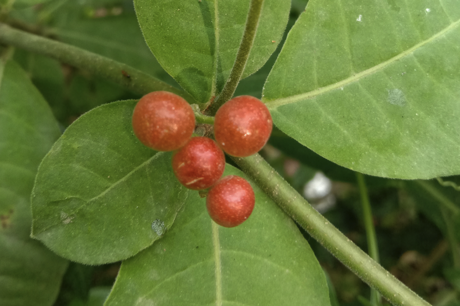 蘿芙木施肥次數怎么控制,一般施什么肥?