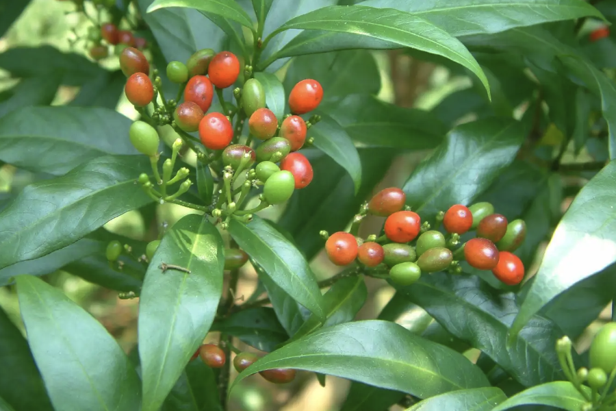 蘿芙木的栽種方法是什么?