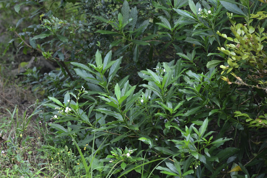 蘿芙木的栽種方法是什么?