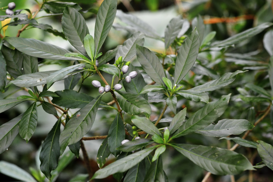 蘿芙木的盆栽方法介紹?