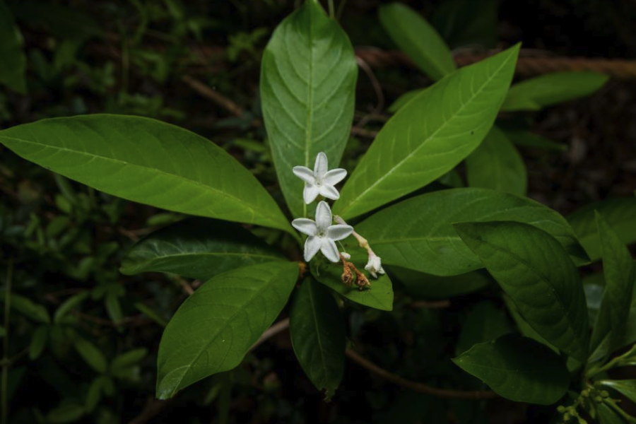 蘿芙木的盆栽方法介紹?