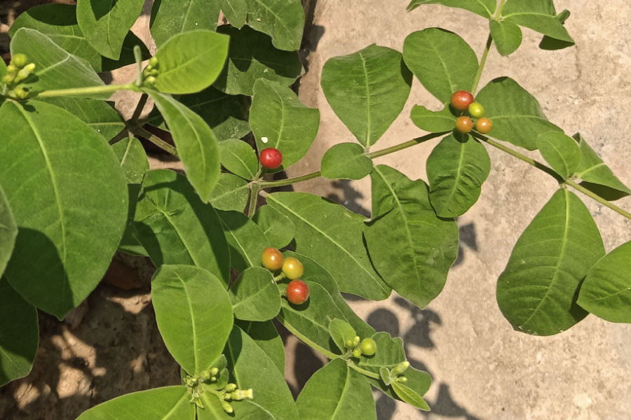 蘿芙木怎么鋪施基肥和基質?