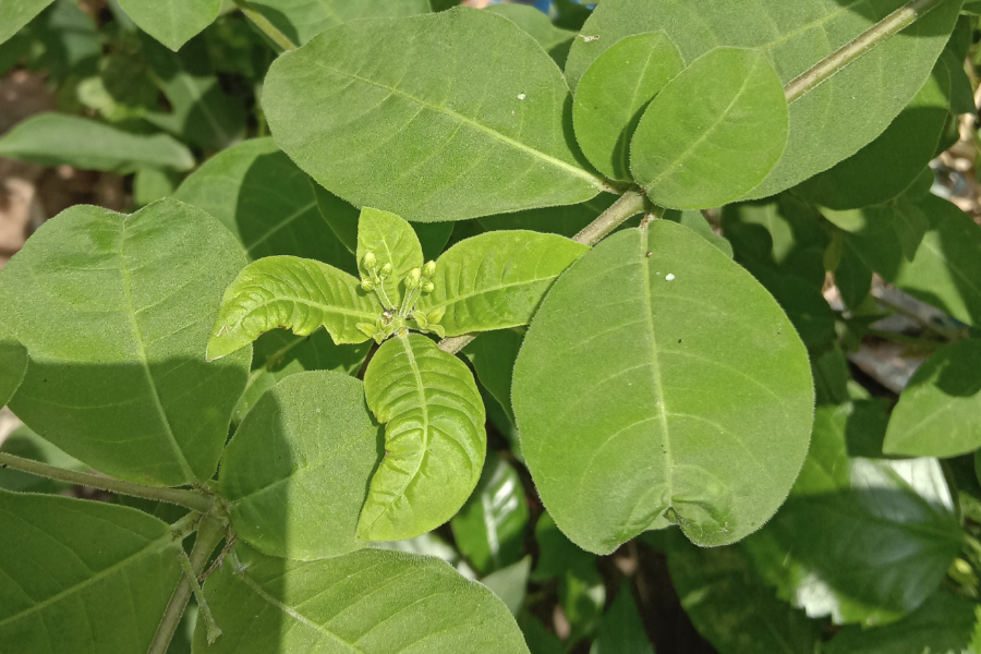 蘿芙木栽種前對基質有什么要求?