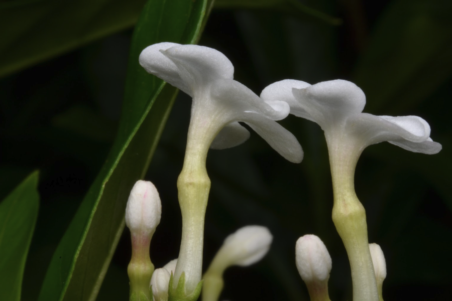 蘿芙木怎么收集種子和進行處理?