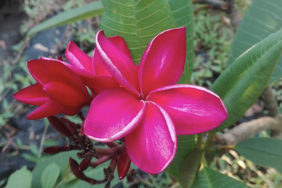 蘿芙木怎么進行繁殖?