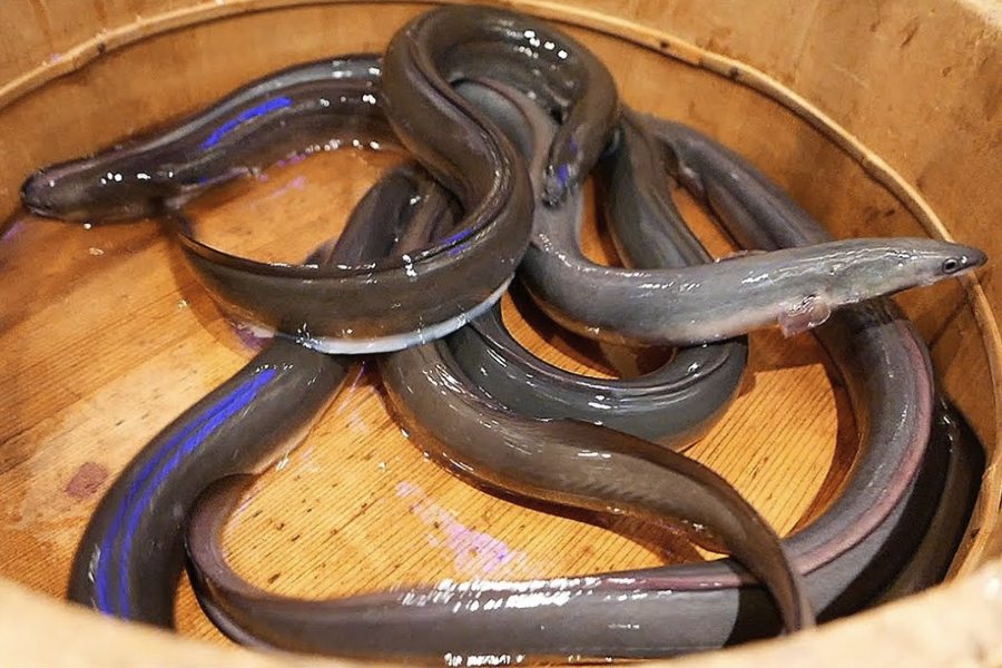 含氯的自來水飼養黃鱔有什么影響?