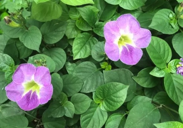 赤道櫻草出現(xiàn)霉菌病有什么癥狀 ?