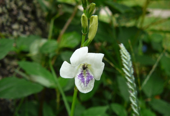 赤道櫻草出現(xiàn)霉菌病有什么癥狀 ?