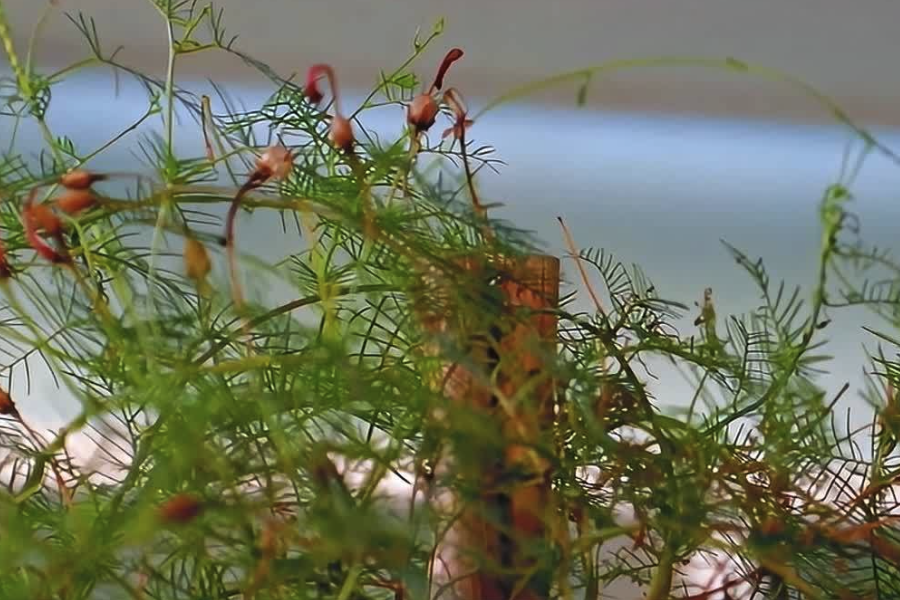 羽葉蔦蘿出現葉斑病是什么原因?