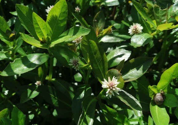 苦草對(duì)池塘水質(zhì)有什么作用 ?