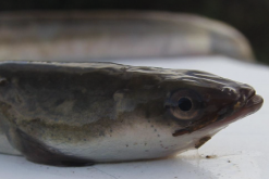 <strong>麥穗魚可以作為黃鱔的食物嗎，一起飼養有什么好處?</strong>
