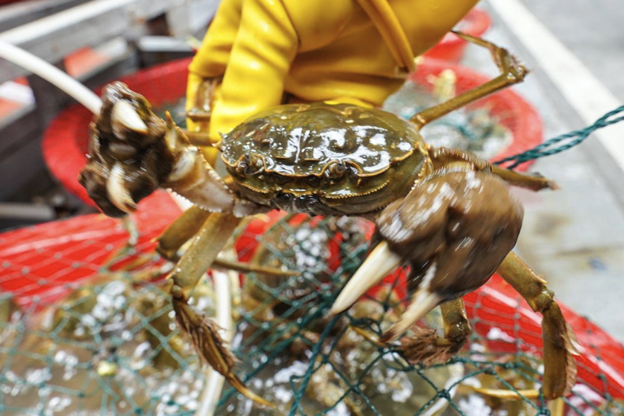 老虎蟹生活在哪些海域,主要捕食什么?
