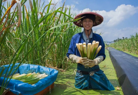 茭白田地加入腐熟豬糞有什么好處 ?
