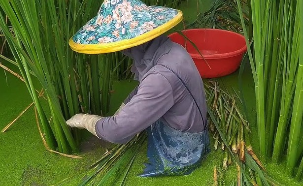 茭白田地水深一般多少 ?