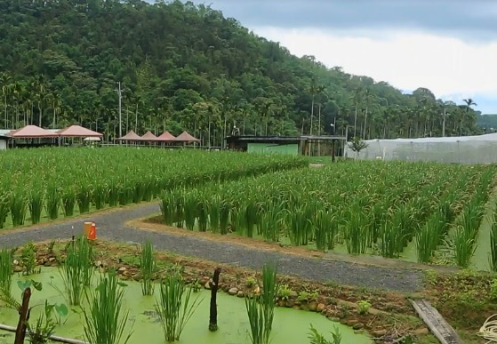 茭白田地可以養殖哪些水產 ?
