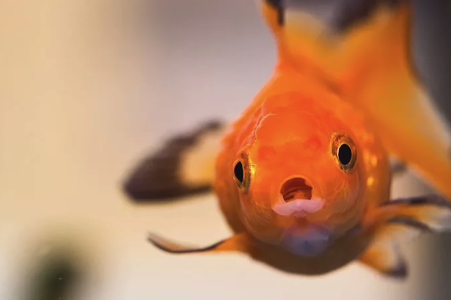 水泡金魚多久換一次水,需要注意什么?
