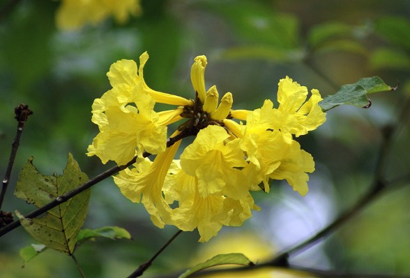 黃花風(fēng)鈴木對(duì)光照的需求量怎么樣,怎么澆水 ?