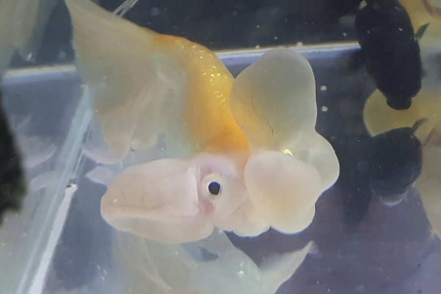 水泡金魚有什么形態特點,是怎么由來的?