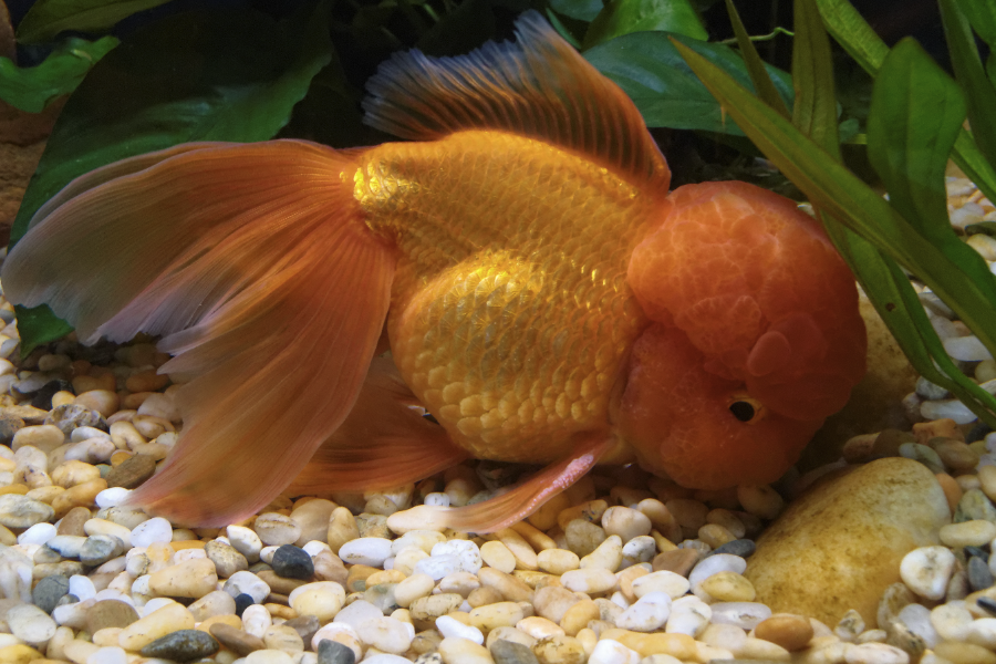 水泡金魚有什么形態特點,是怎么由來的?