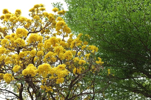 冬季怎么給黃花風鈴木保溫 ?