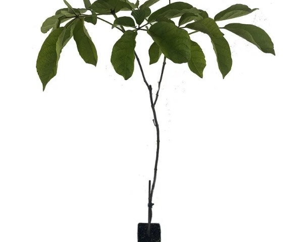 黃花風鈴木扦插的時候需要注意什么 ?
