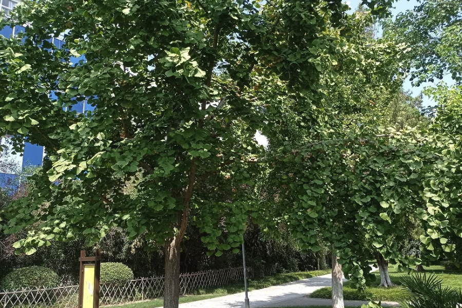 翅莢香槐在什么溫度范圍適合生育?