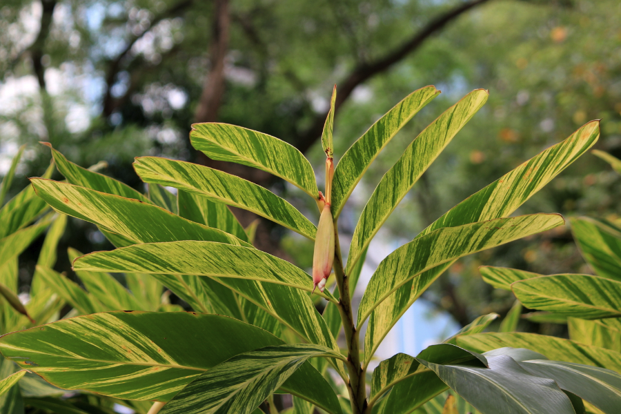 翅莢香槐是什么植物,有什么形態特點?