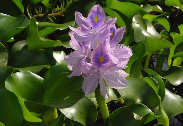 水浮蓮種在黃鱔池塘有什么好處 ?