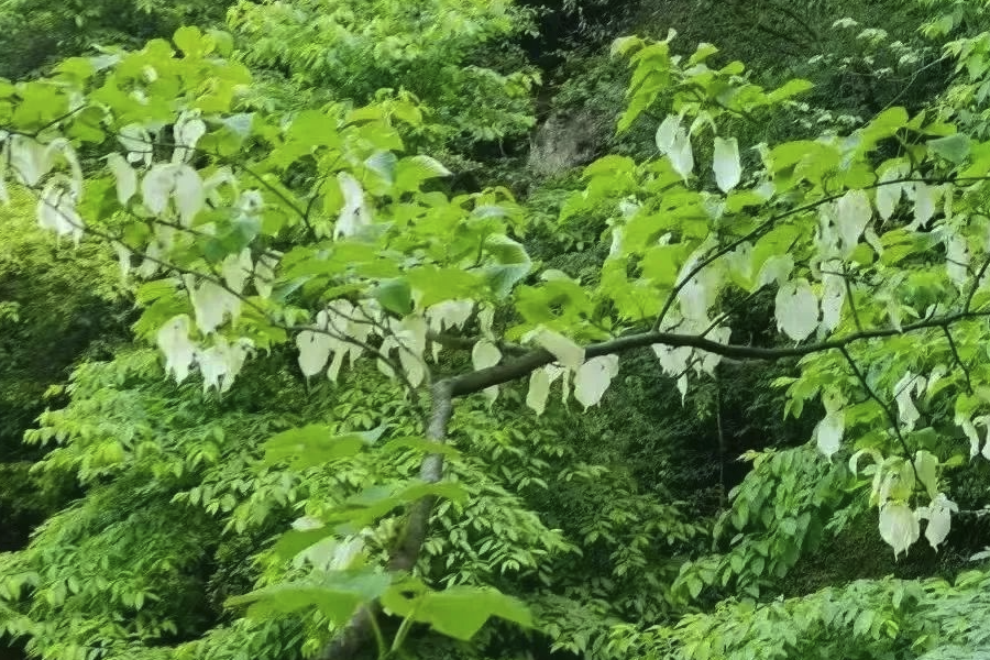 珙桐種子怎么培育和催芽?