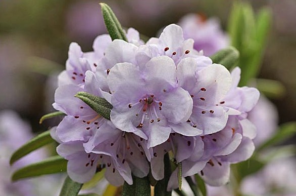 金黃杜鵑怎么培育和發芽種子 ?