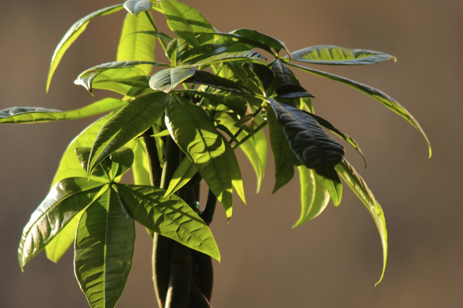 植物分類系統是從什么時候開始的?