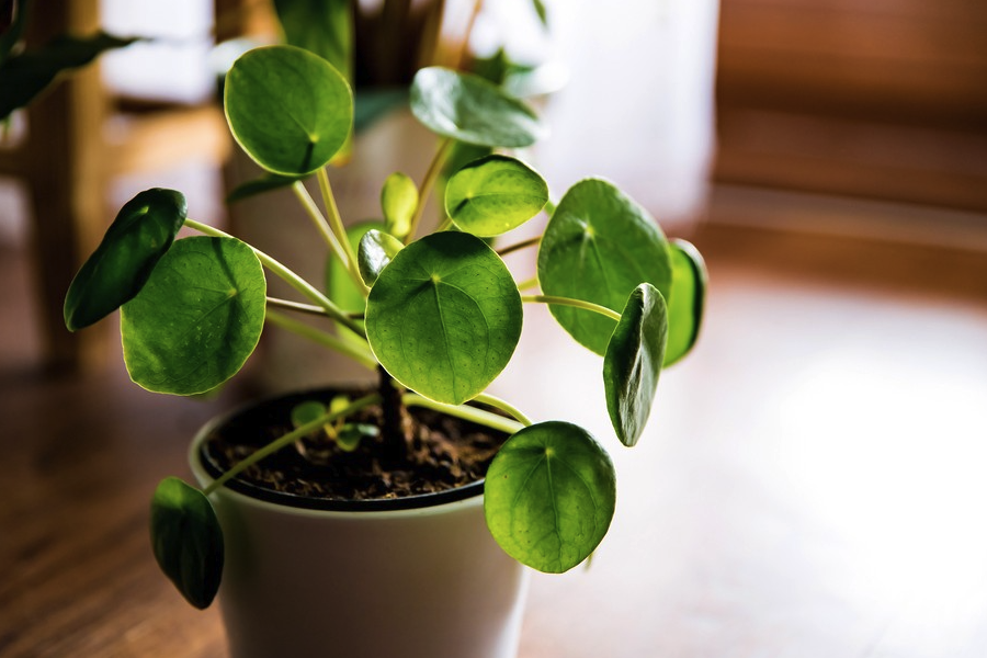 植物分類系統是什么,怎么建立的?