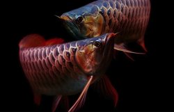 <strong>金龍魚(yú)出現(xiàn)皮膚病是什么原因 ？</strong>