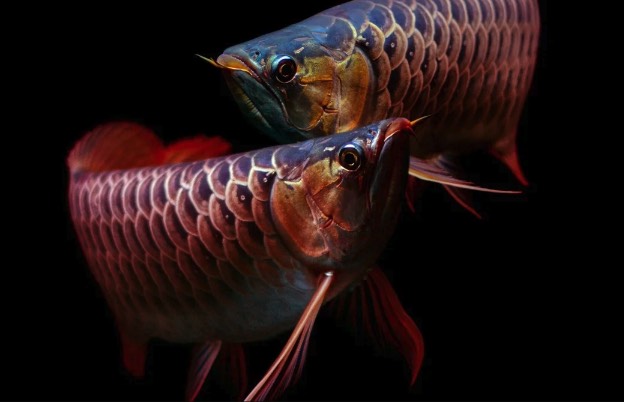 金龍魚出現皮膚病是什么原因 ?