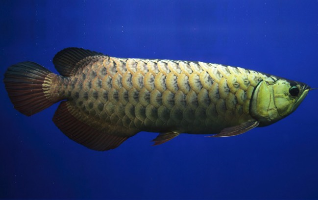 金龍魚出現皮膚病是什么原因 ?