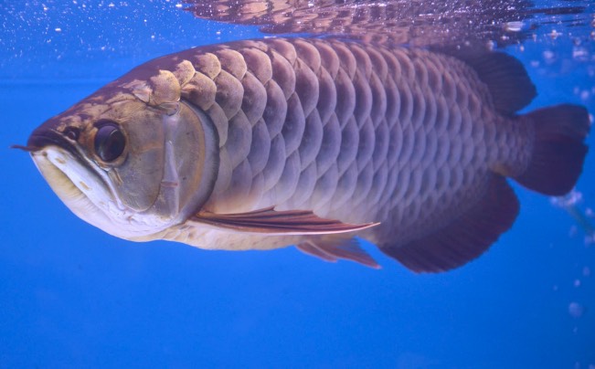 吸血蟲對金龍魚有哪些危害 ?