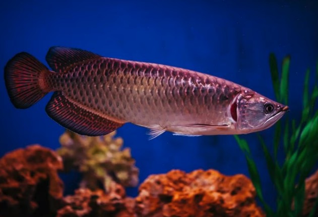 吸血蟲對金龍魚有哪些危害 ?