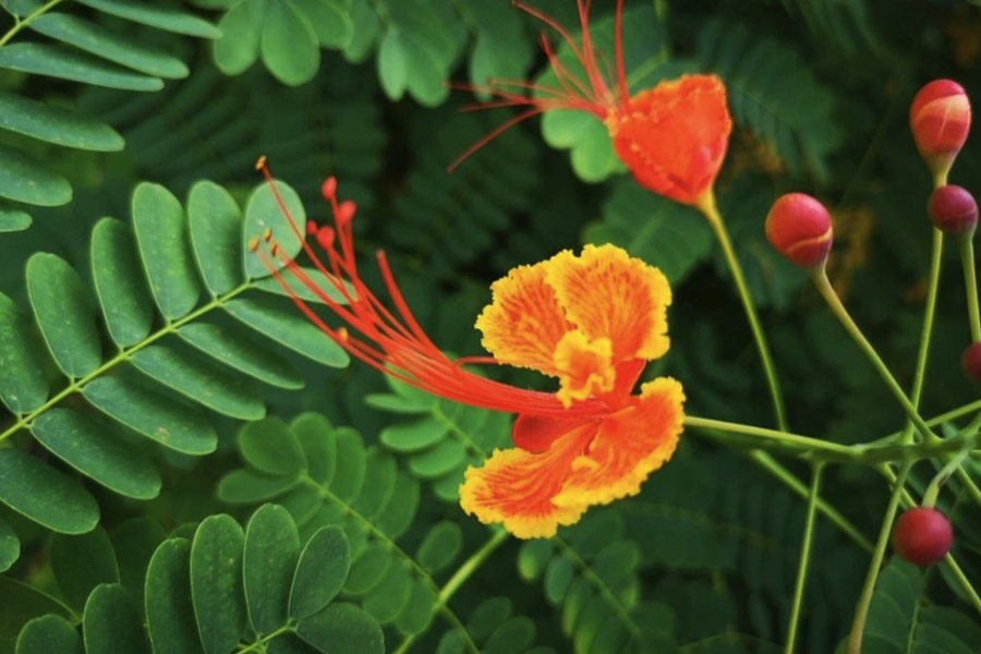 藍(lán)花金鳳花感染紅蜘蛛怎么進(jìn)行消滅?